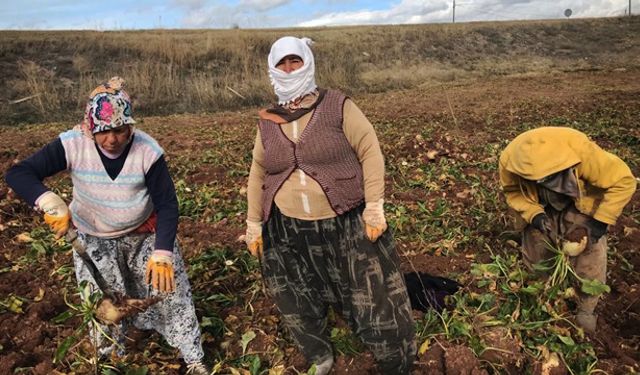 Kadın tarım işçilerinin zorlu mesaisi