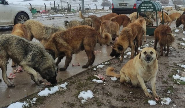 Sokakta yaşayan canlıları yalnız bırakmadılar