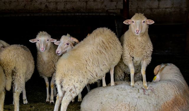 Dövizdeki düşüş üreticiyi umutlandırdı