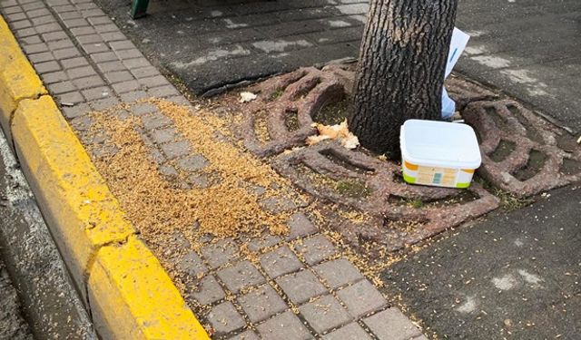 Hayvan sağlığını tehdit edip çevreyi kirletiyor