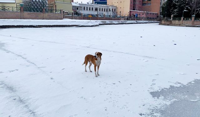 Sokak köpeği donan Porsuk Çayı üzerinde gezintiye çıktı