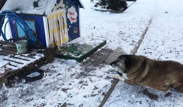 Sokak hayvanlarının mama ve su kapları buz tuttu