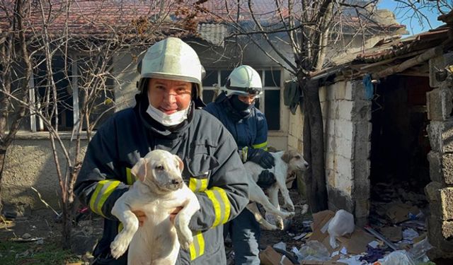 Kundaklanan evde mahsur kalan köpekleri itfaiye kurtardı