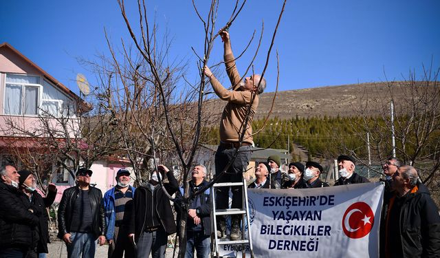 Tepebaşı'nda budama eğitimleri sürüyor