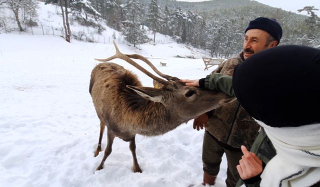 Kızıl geyikler doğa tutkunlarını çok sevdi