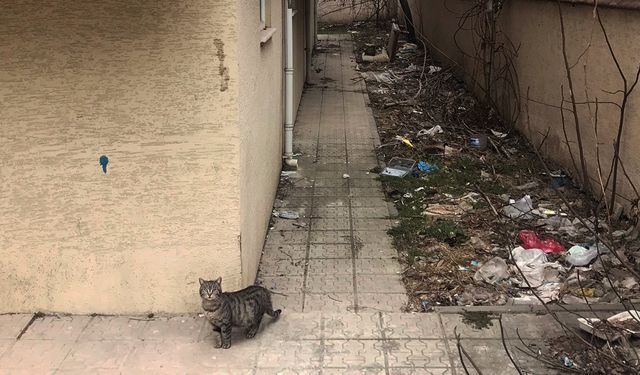 "Bahçemizden utanır olduk" yakınması