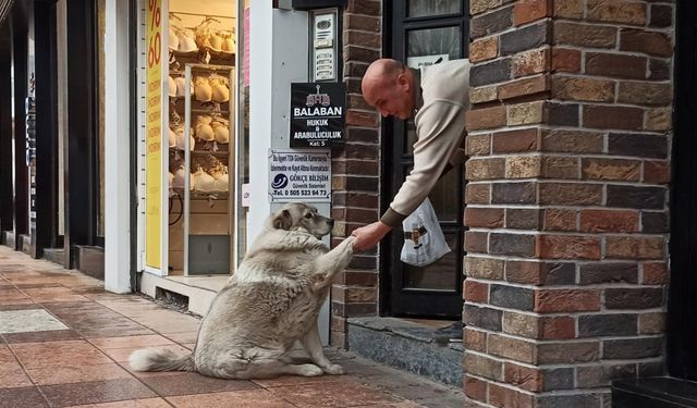 Eskişehir’in sevimli, tembel ve tombul köpekleri