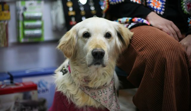 Köpek kıyafetleri soğuk havalarda yok satıyor