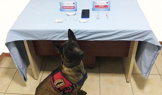 Narkotik köpeği Alfa'dan kaçamadılar