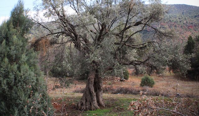 400 yıllık zeytin ağaçları ilçeye ışık oldu