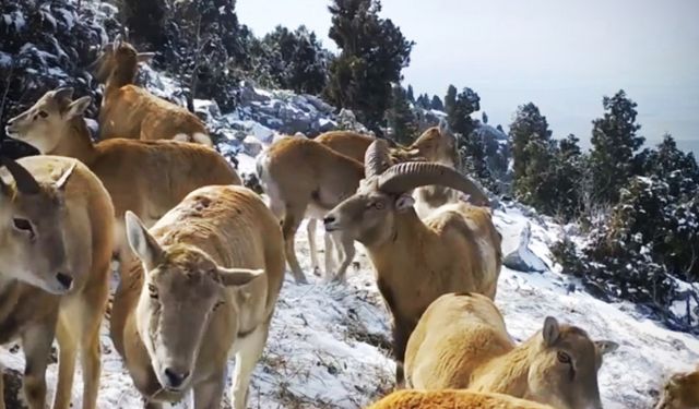 Yaban koyunlarının görüntüleri fotokapana yansıdı