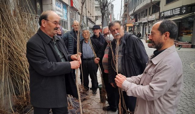 Arıcılara ücretsiz yalancı akasya fidanı dağıtıldı