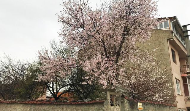 Eskişehir’den seyrine doyumsuz çiçek manzaraları