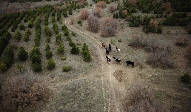 Kaybolan 7 büyükbaş 4 gün sonra dronla bulundu