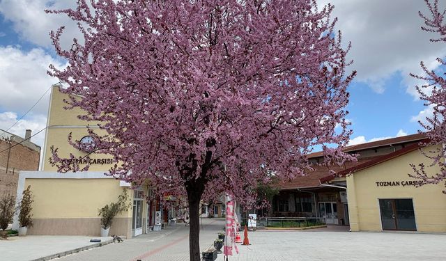 Erik ağaçlarının pembe çiçekleri Eskişehir’i süsledi