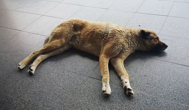 Sıcaktan bunalan köpekler soluğu otogarda aldı