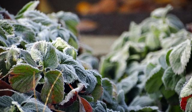 Meteorolojiden çiftçilere ‘zirai don’ uyarısı