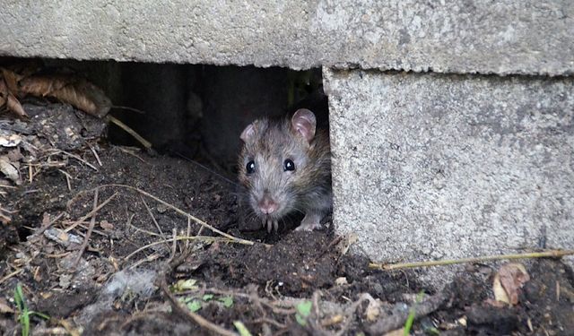 Hamamyolu caddesinde fare krizi