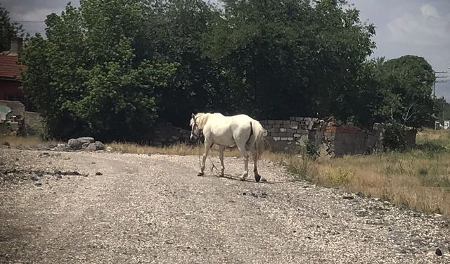 Başıboş dolaşan atların sayıları artmaya başladı