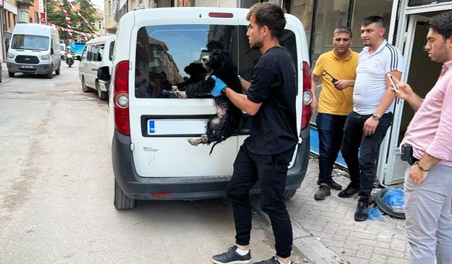 Boş dükkâna bağlanan köpek hayvan severlerin ihbarıyla kurtarıldı