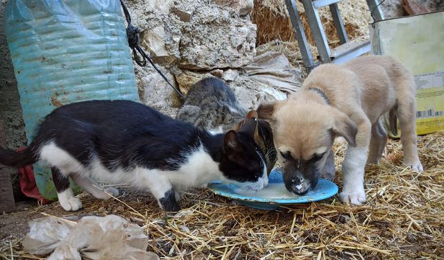 Kedi köpek kavgası bu çiftlikte yok