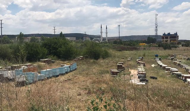 Mahallede ortasına konulan onlarca arı kovanı görenleri şaşırttı