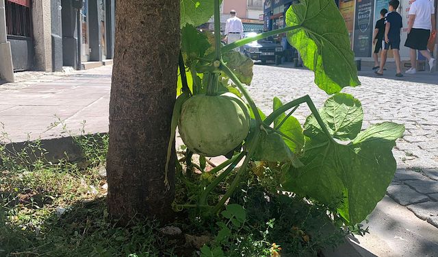 Kaldırımda yetişen kabak görenleri şaşırtıyor