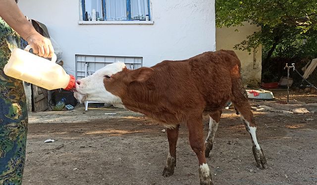 Egemen’inin adeta gözleri oldular