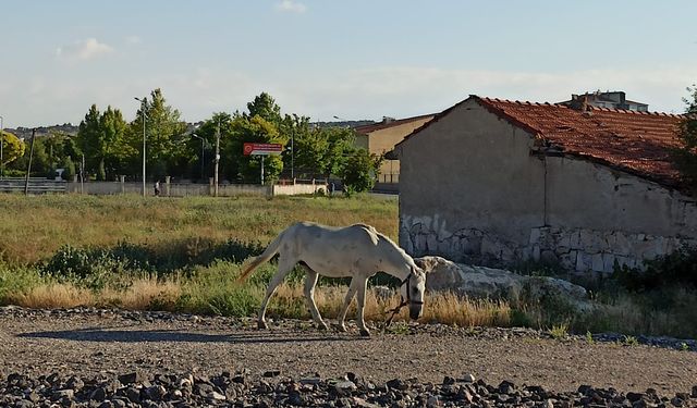 Başıboş atlar yine sahnede