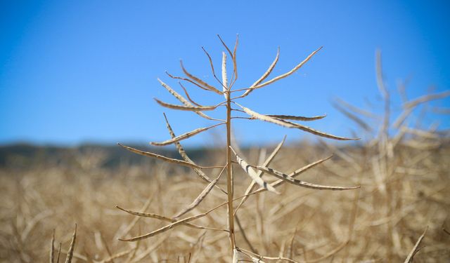 Kanolada ilk deneme yüz güldürdü