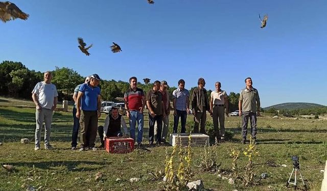 Eskişehir'de yüzlerce kınalı keklik doğaya salındı