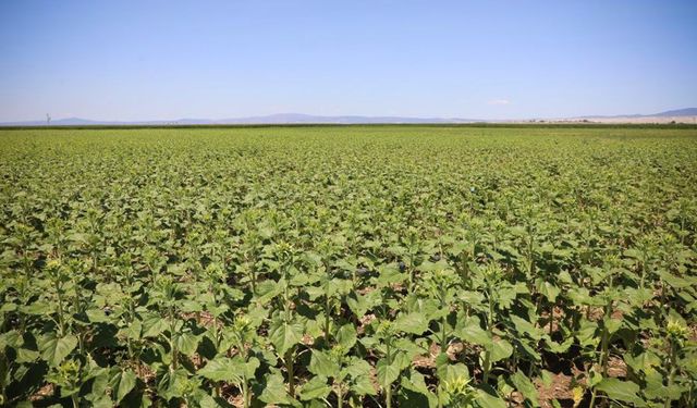 Tepebaşı Belediyesi çiftçinin yüzünü güldürecek proje için hibe almaya hak kazandı