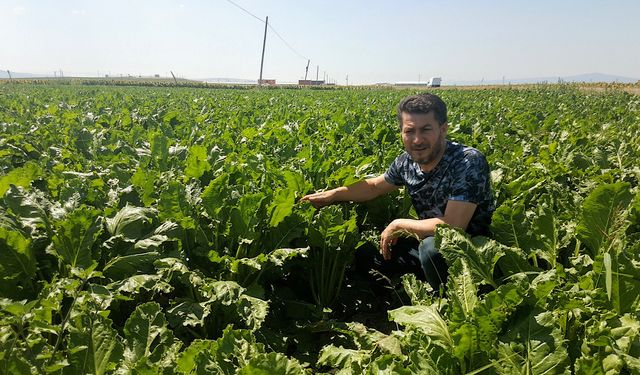 Ayçiçeği ve şeker pancarı rekoltesi tahminlerin üzerinde seyrediyor