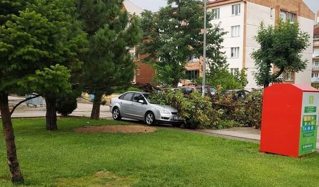 Kuvvetli rüzgar nedeniyle otomobilin üzerine ağaç devrildi