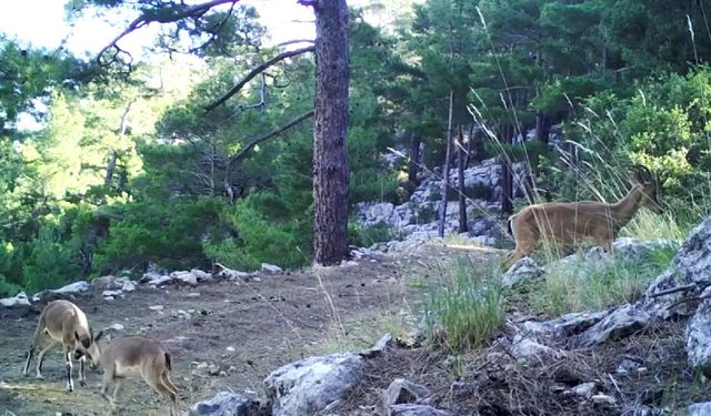 İşte Eskişehir'de yaşayan geyiklerin doğal ortamlarındaki görüntüleri (VİDEO HABER)