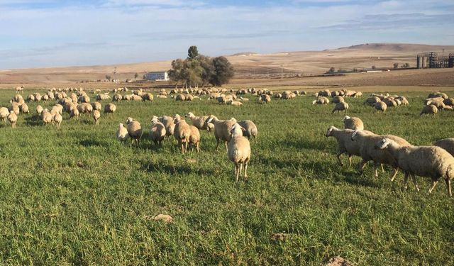 Hayvanları karşılamaya giden gençten haber alınamıyor