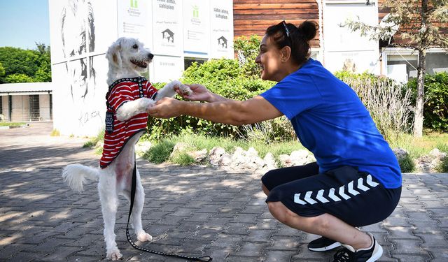 12 bin 60 can sıcak bir yuvaya kavuştu