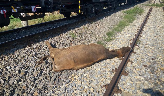 Yük treni büyükbaş hayvan sürüsüne çarptı