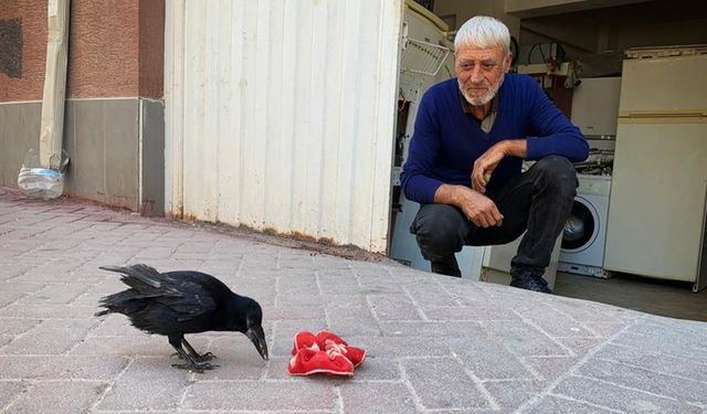 Recep Amca, ‘Şakir’ ismini koyduğu kargaya gözü gibi bakıyor (VİDEO HABER)