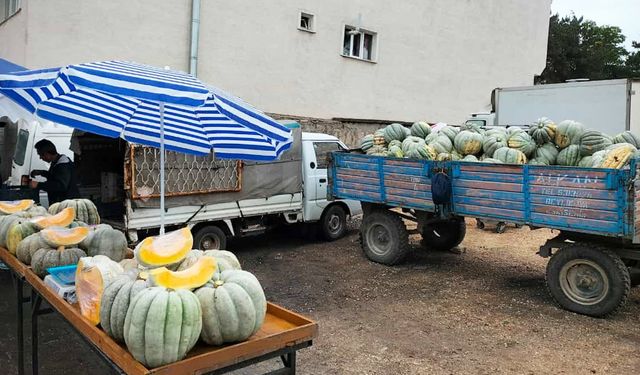 30 kiloluk dev balkabaklarına ilgi yoğun