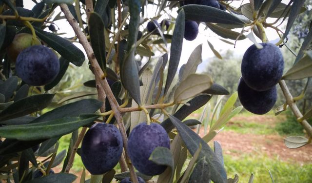 Eskişehir’de zeytin hasadı başladı