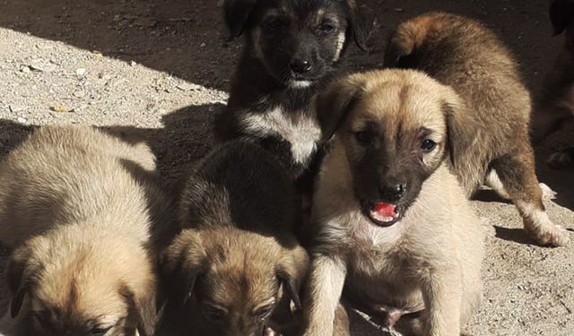 10 yavrusu olan köpeğin zehirlendiği iddia edildi