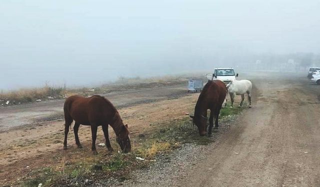 Başıboş atlar tedirginlik yaratıyor