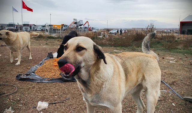 Hayvanlara yapılan şiddete dikkat çektiler