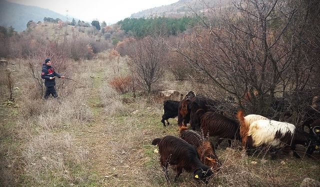 Kaybolan küçükbaş hayvanlar jandarma ekiplerince bulundu