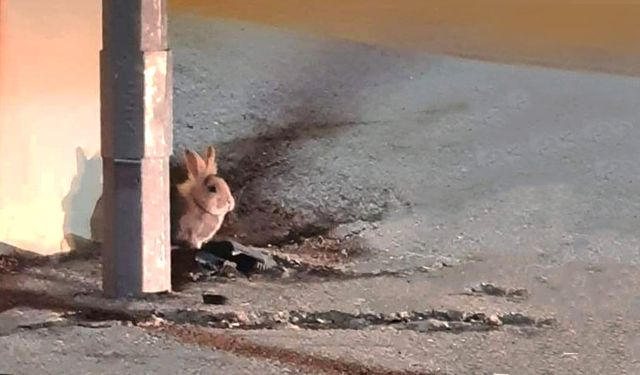 Kent merkezinde görülen tavşan şaşırttı