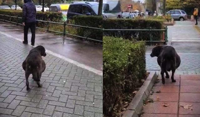 Hamile sanılan köpeğin karnından ödem çıktı