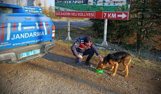 Jandarma ekiplerinden örnek davranış