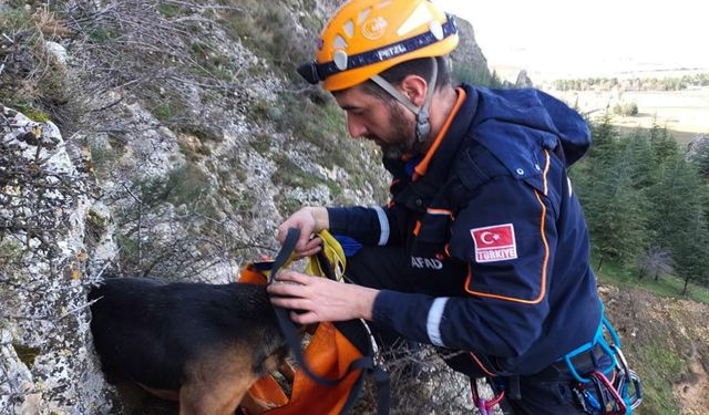 Dağlık arazide kalan köpek arama kurtarma ekiplerince kurtarıldı