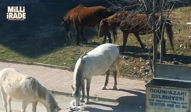 Başıboş atlar çevre rahatsızlığına neden oluyor